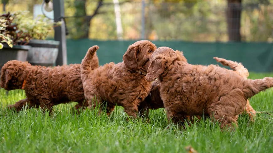 Goldendoodle rodzina