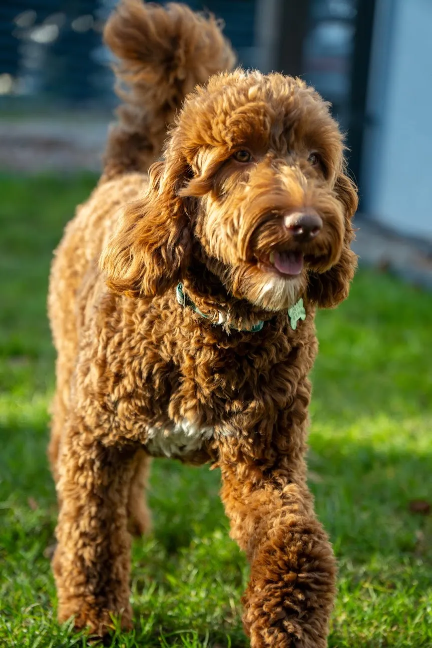 Red + White Abstract
