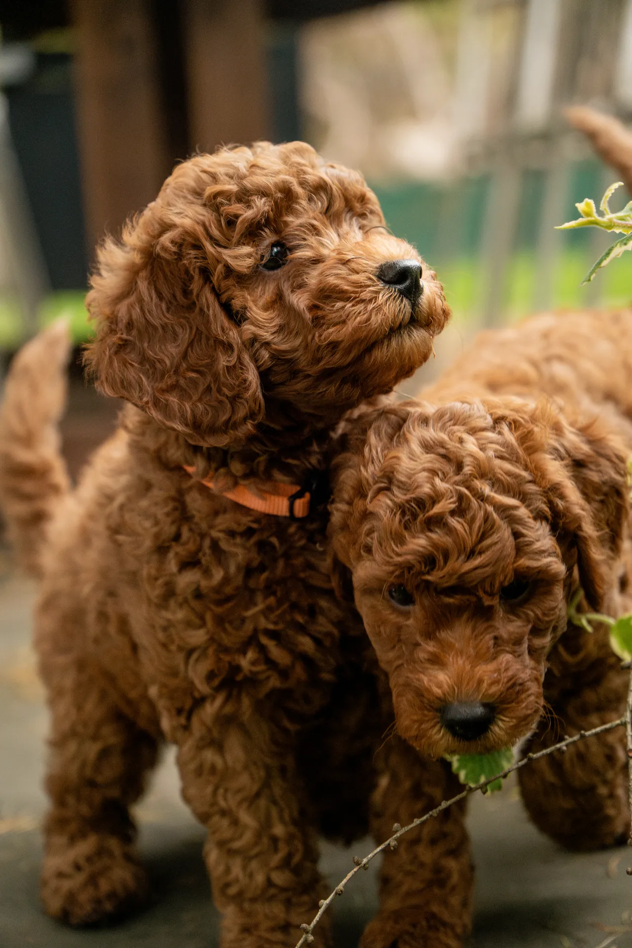 Goldendoodle